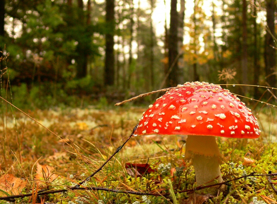 Schönheit ist trügerisch, weil ...