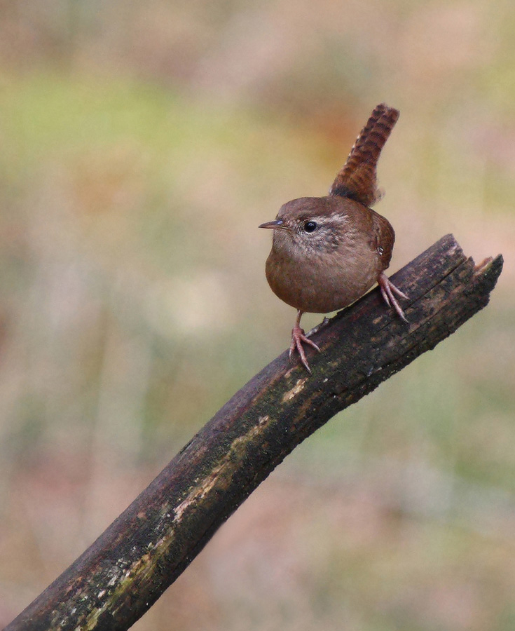 Grasshopper - wren