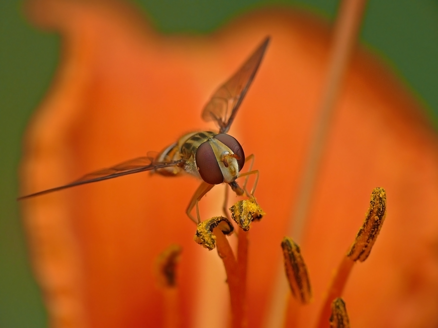 Fly - zhurchalka Episyrphus balteatus