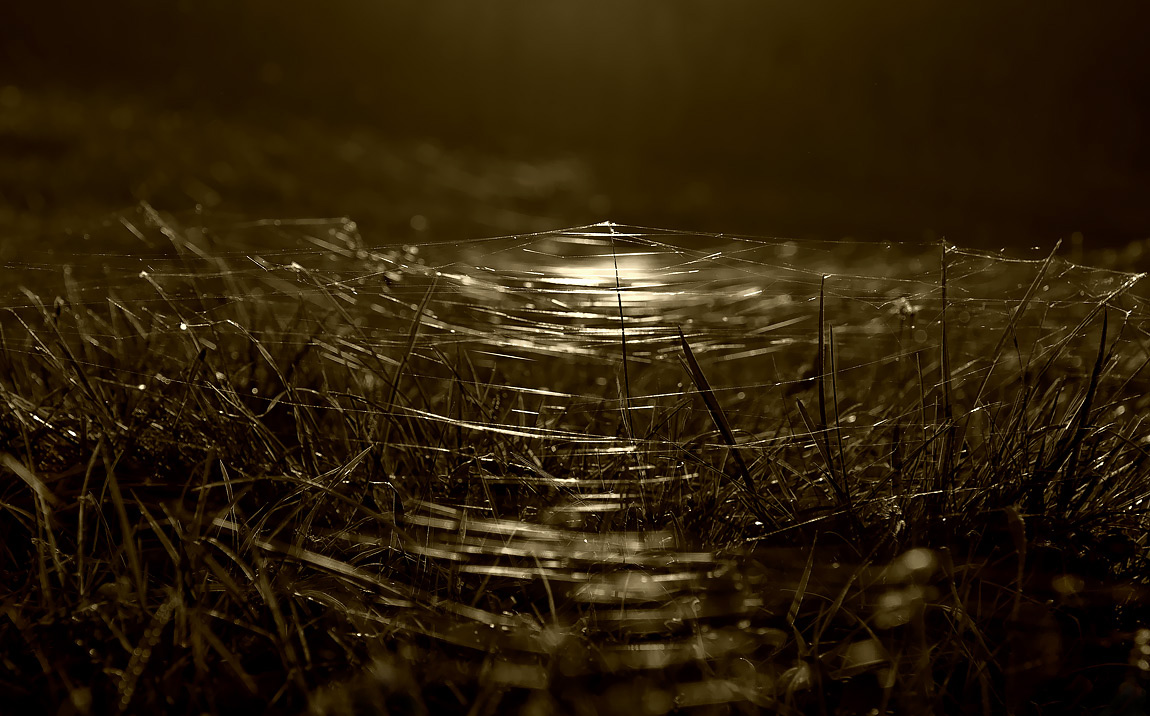 Pautinovy ​​Morgengrauen