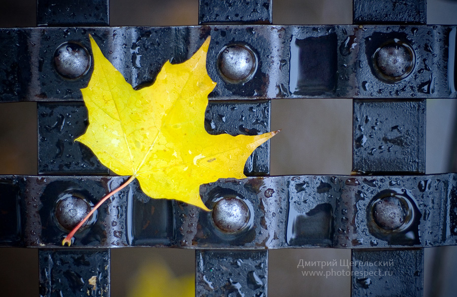 Gelbe Blätter, Herbst