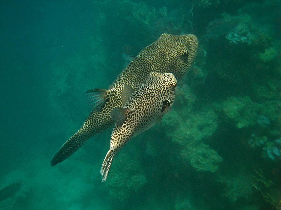 Dieses Thema bei Mister ...