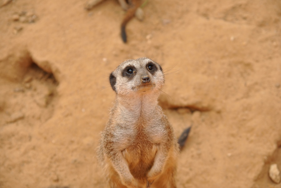 Gedanken von Cookies