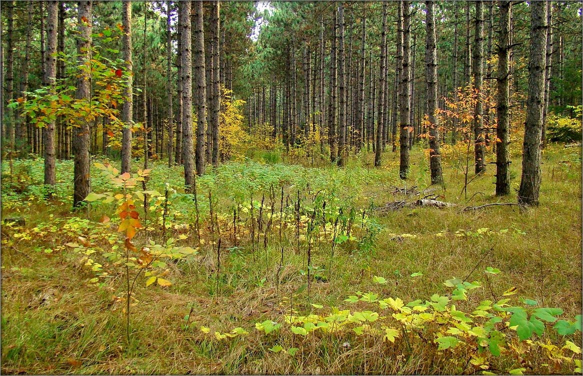 Ganaraska Forest ..5