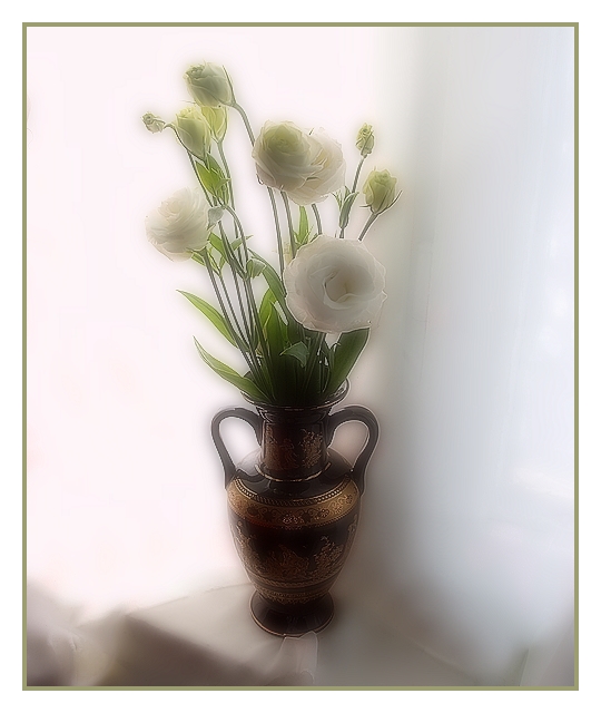 Eustoma in das Fenster ...