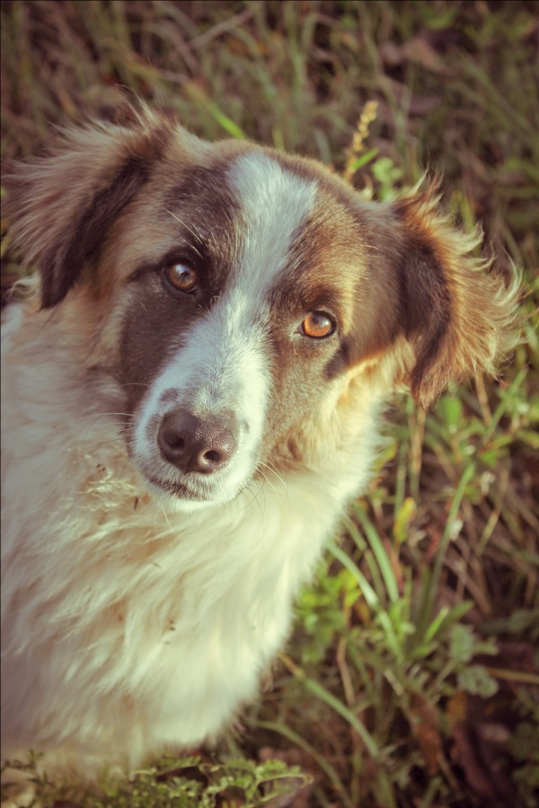 Ich bin klug und gut, nimm mich!