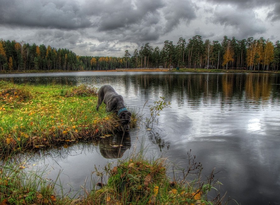 Herbst-Landschaft mit einem Hund