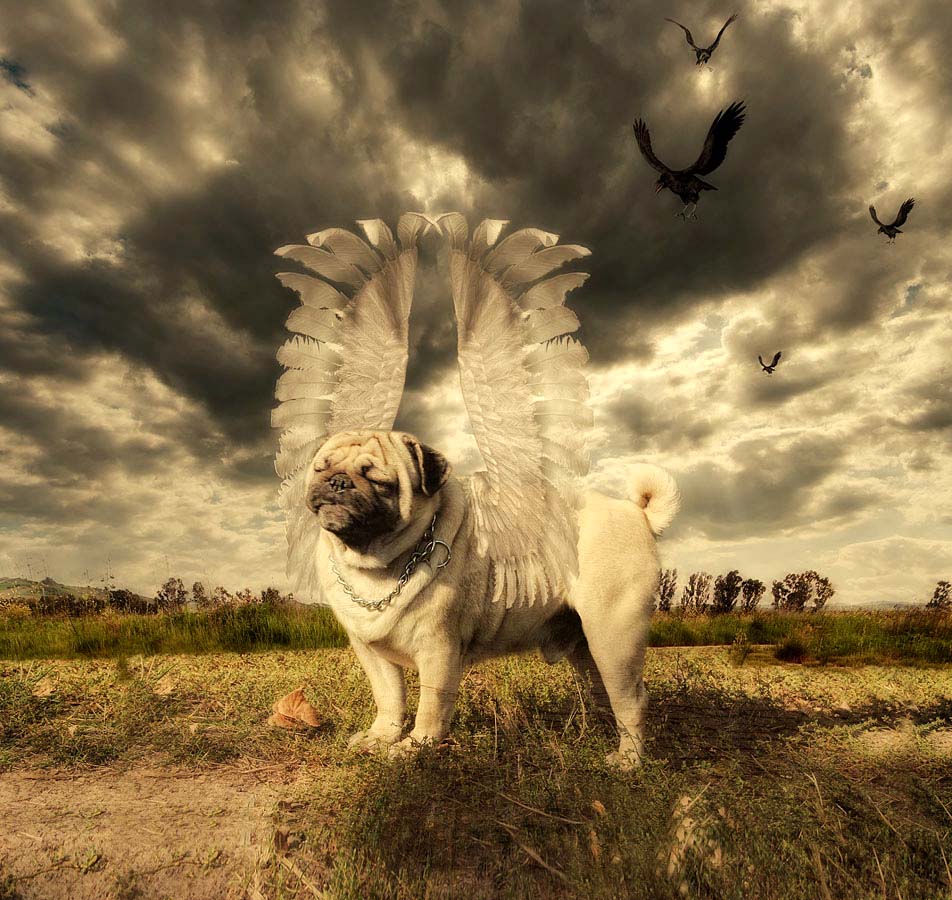 Der Traum von den Flügeln.