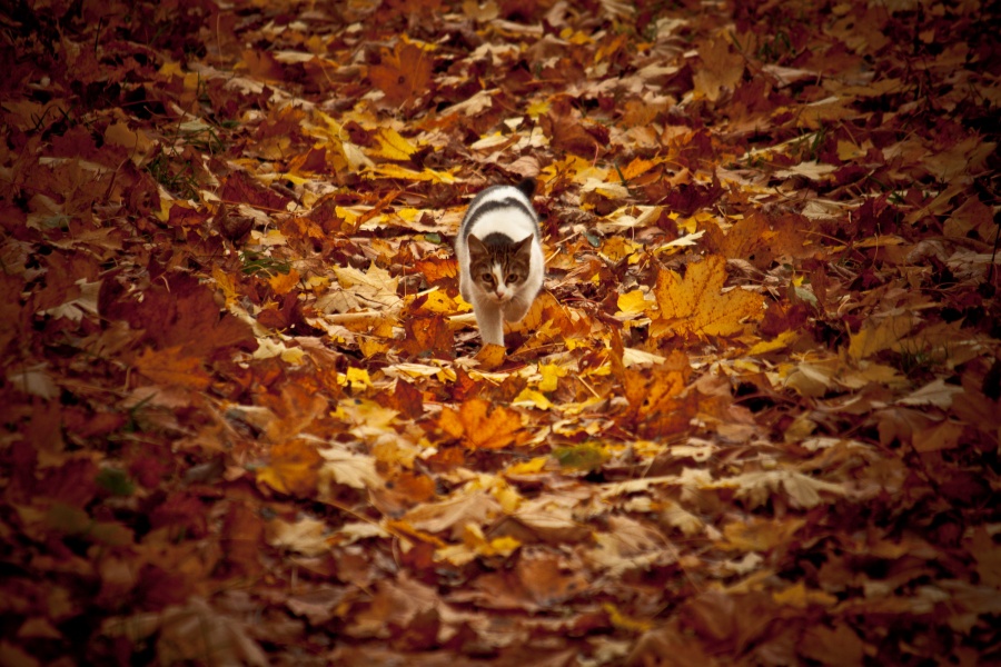 Autumn Cat.
