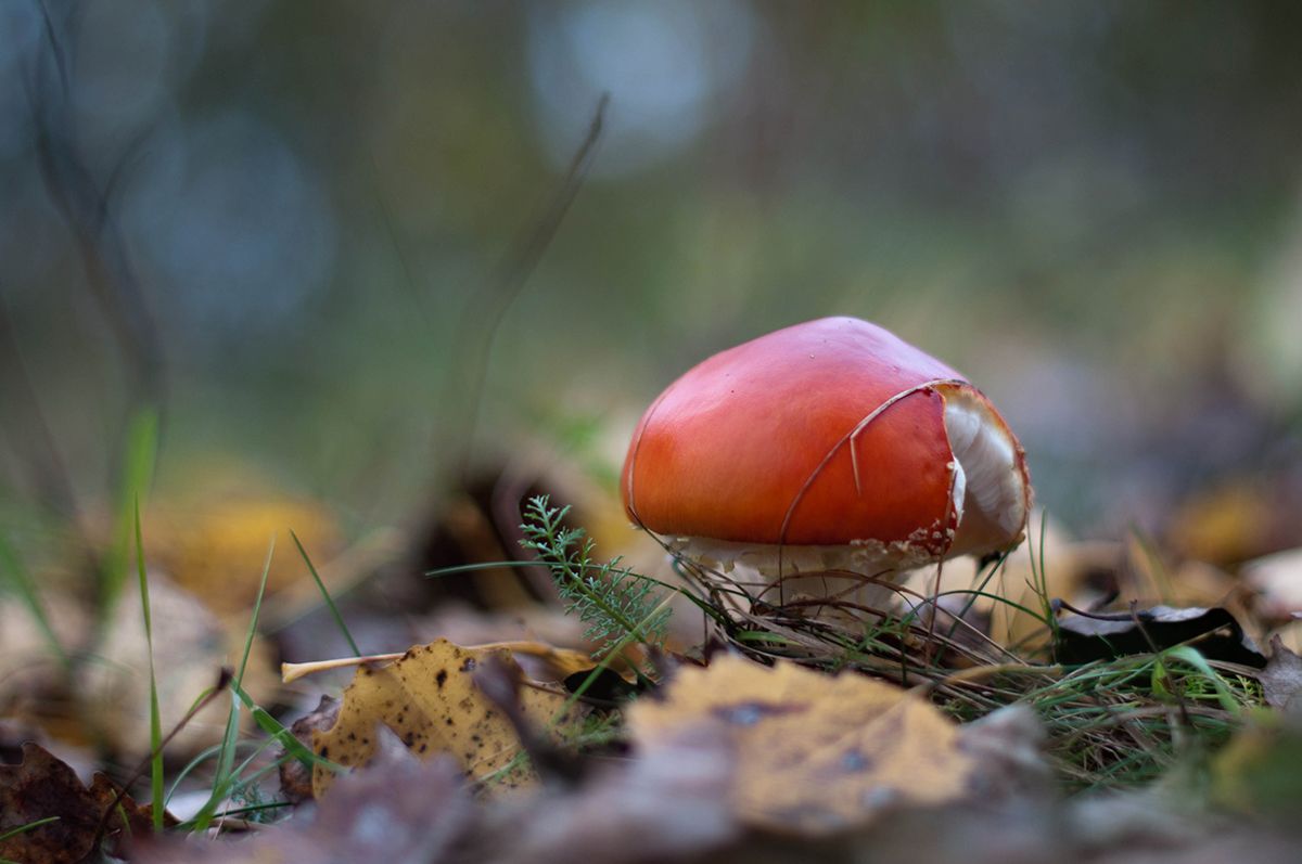 Fliegen-Blätterpilz