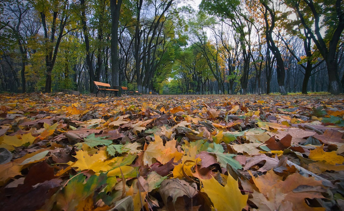Auf dem Teppich von gelben Blättern ...