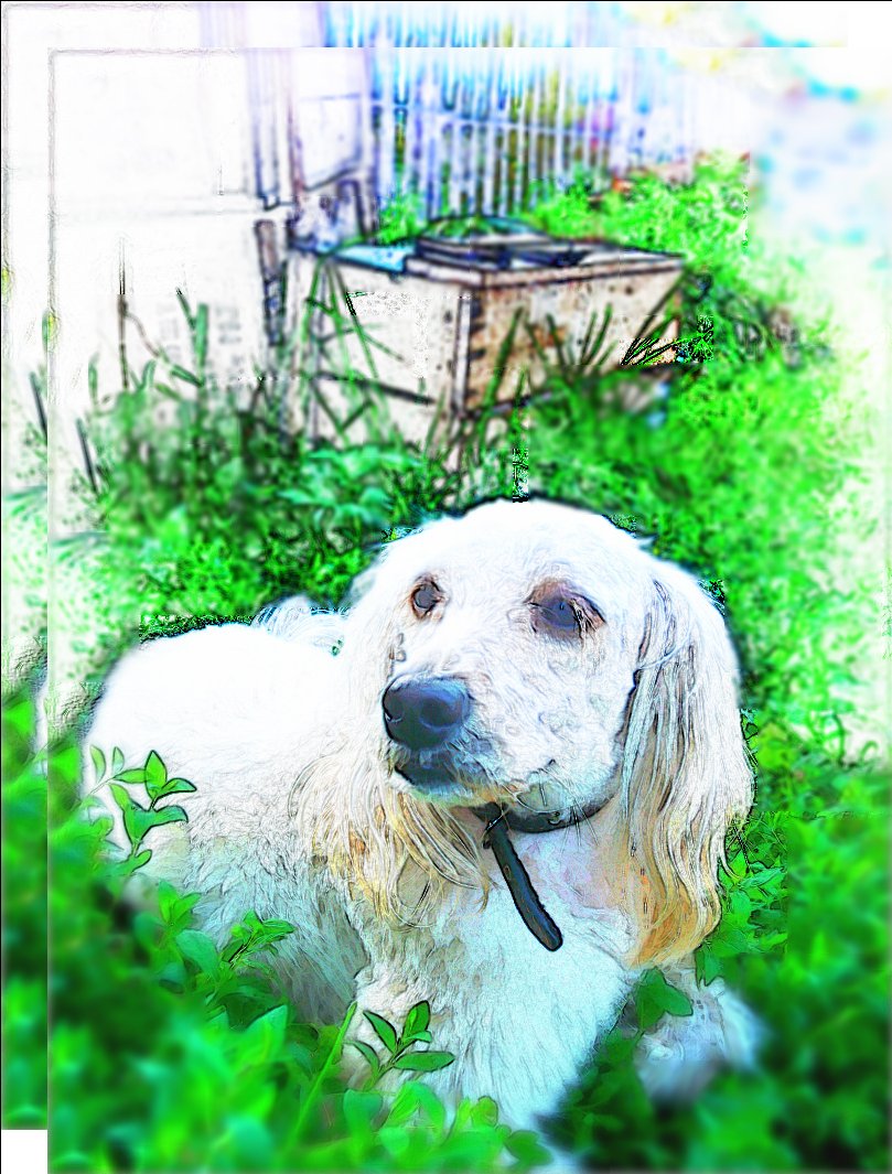 Metis Schoßhündchen