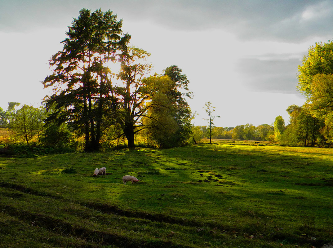 Oktoberabend in der Wiese