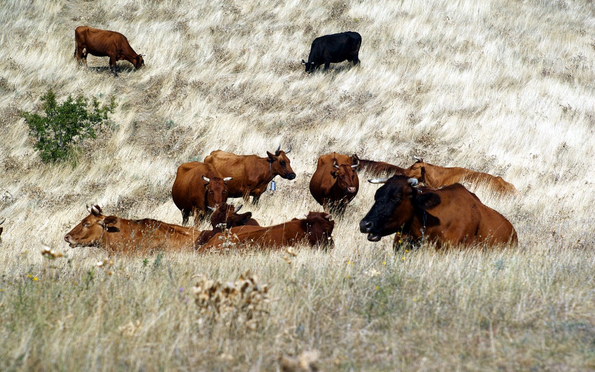 Auf dem freien Brot.