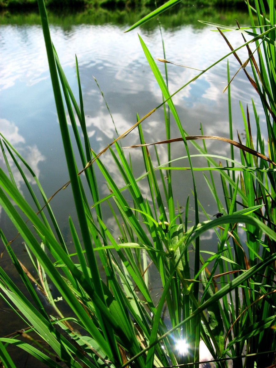 Die Sonne versteckte sich im Gras ...