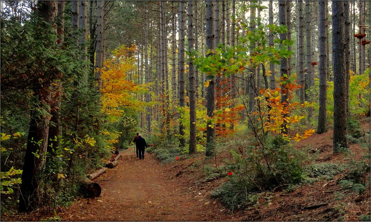 Ganaraska Forest ..6