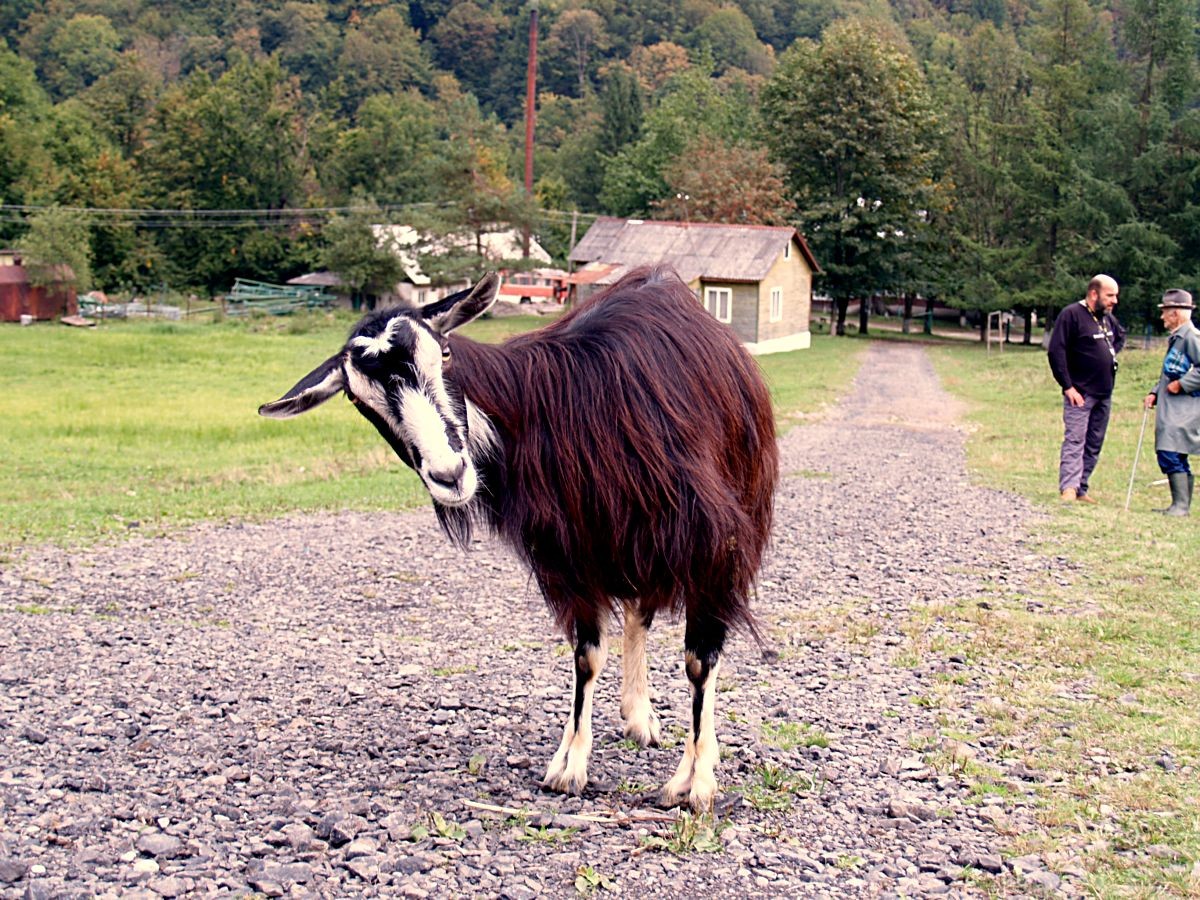 ... Mein Name ist Rosa. Und Sie?