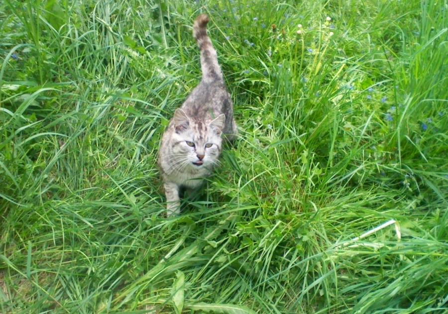 Katze aus dem Dorf