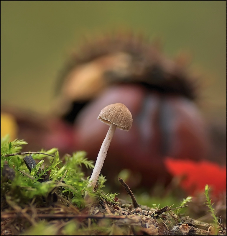 In einem ruhigen Wald ...