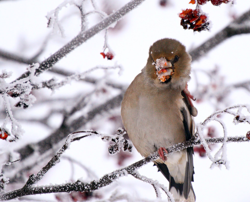 grosbeak - the mountain ash in the nose