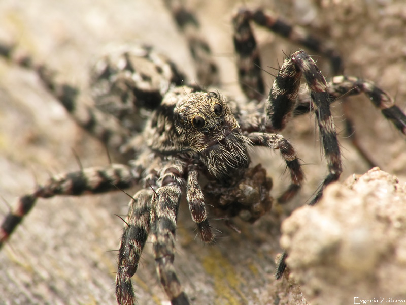 Jagd Spinne - wolf