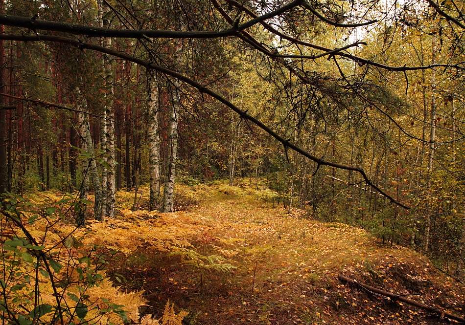 Autumn ryzheyu fox ...