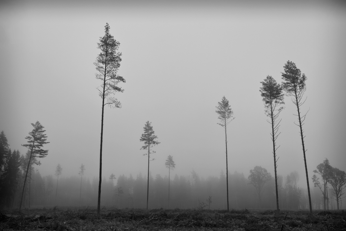 Auf die demographische Situation