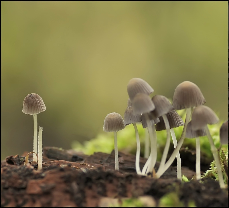 Nehmen Sie nicht ...