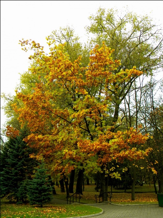 Park im Zentrum von Minsk