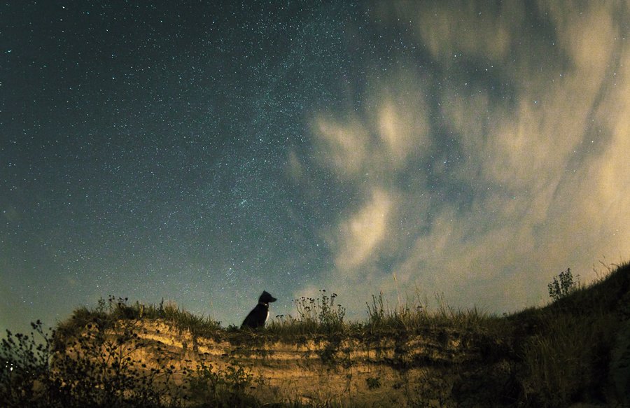 Der Hund und der Sternenhimmel