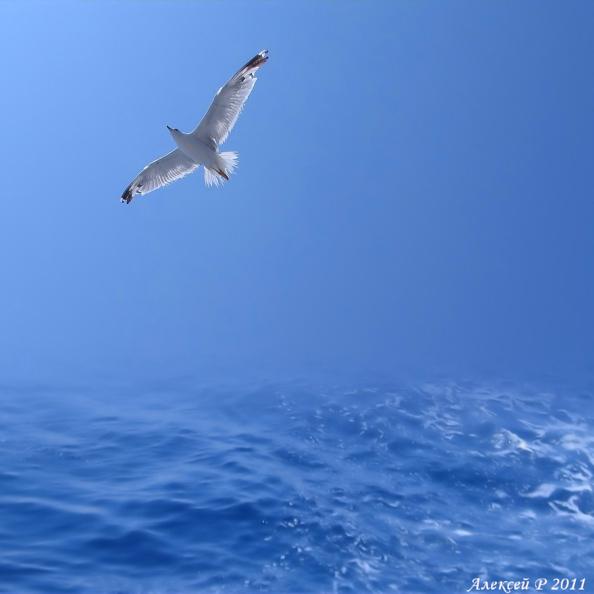 ... Die Flügel berühren die Wellen ...