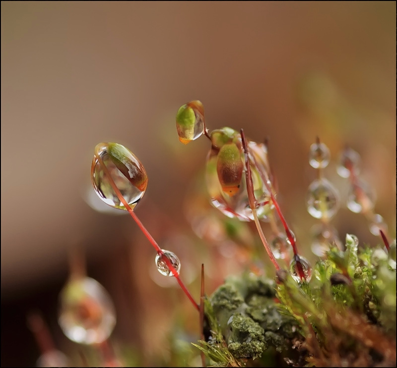 Neuspevshie im Sommer ...