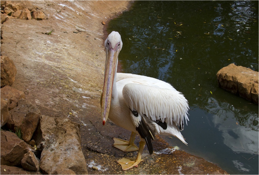 "Die traurige Vögel ..."