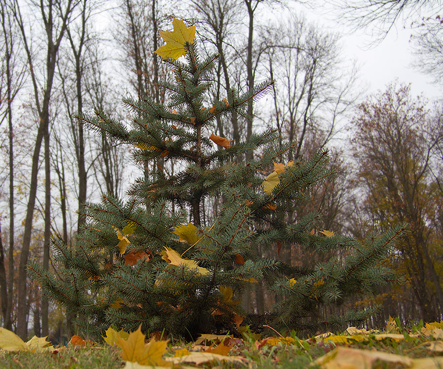 ... In den Wald, wuchs sie ...