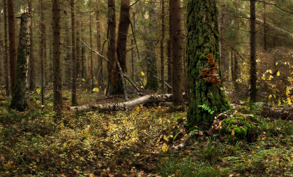 Auf der Suche nach Pilzen letzten