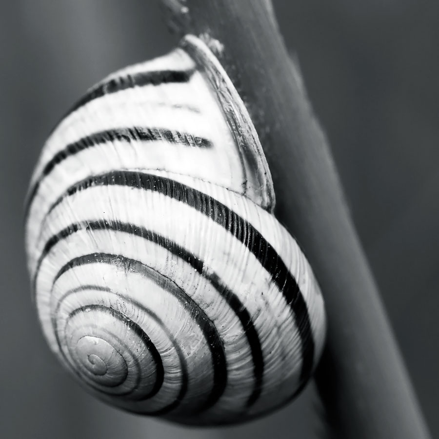 Riesen-Schnecke