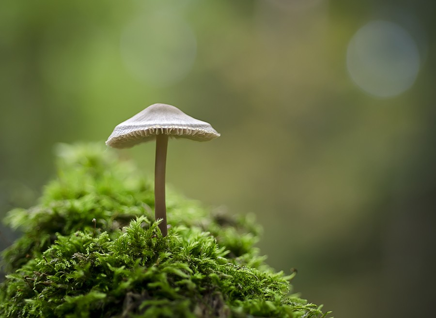 Auf dem Hügel der Einsamkeit