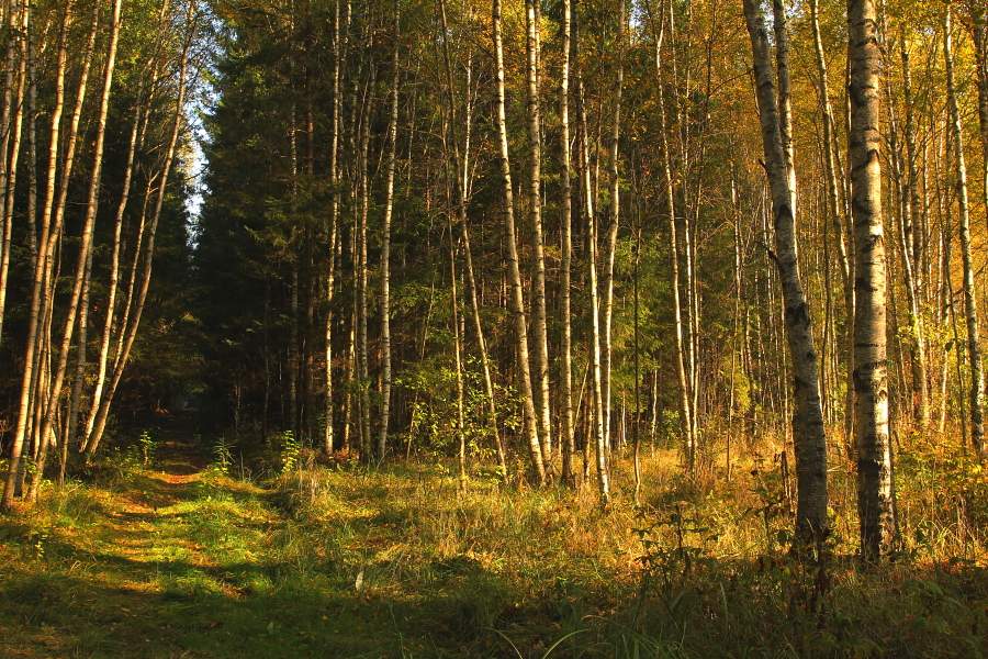 Früh am Morgen auf die Jagd Route ...