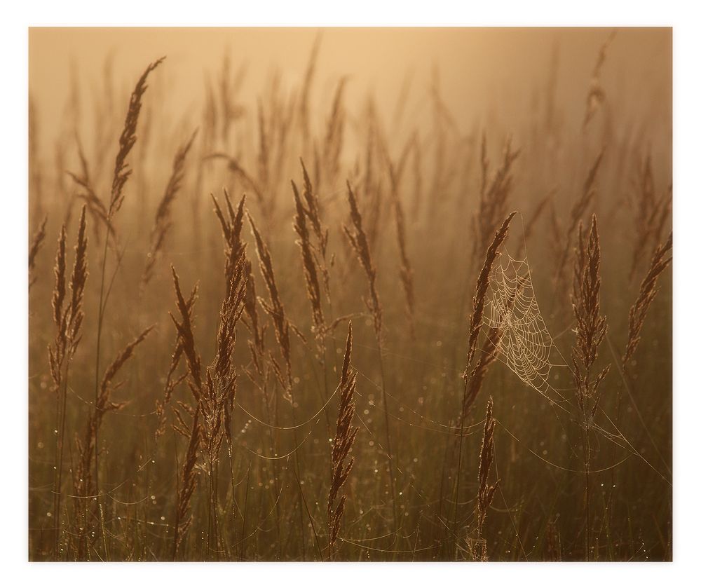 Ein Fragment von einem Sommermorgen.