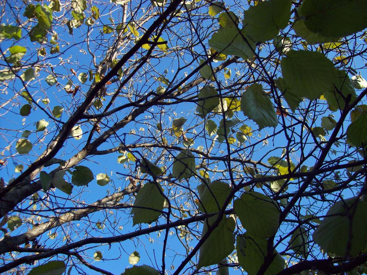 durch die Bäume in den Himmel