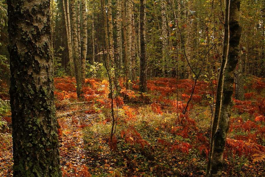 Und sie sagen, dass sie nicht blühen ...