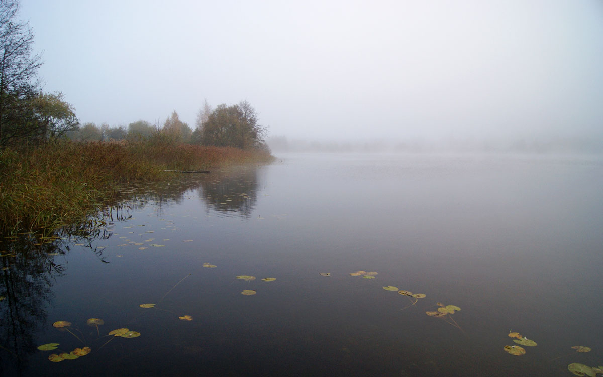 Der Herbstnebel