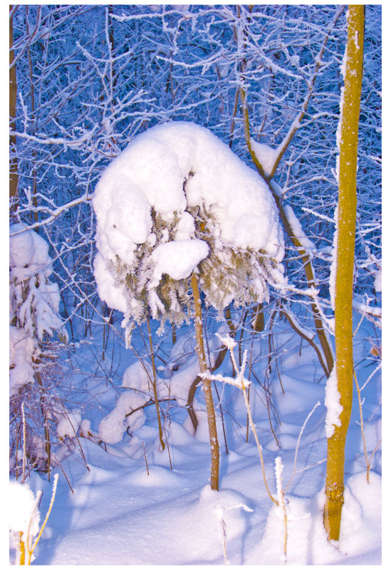 Schnee Pilz