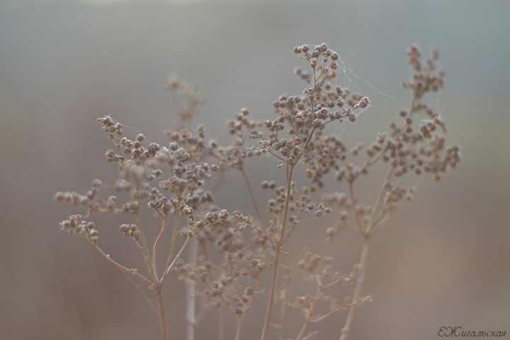 Meine gestrige fallen.