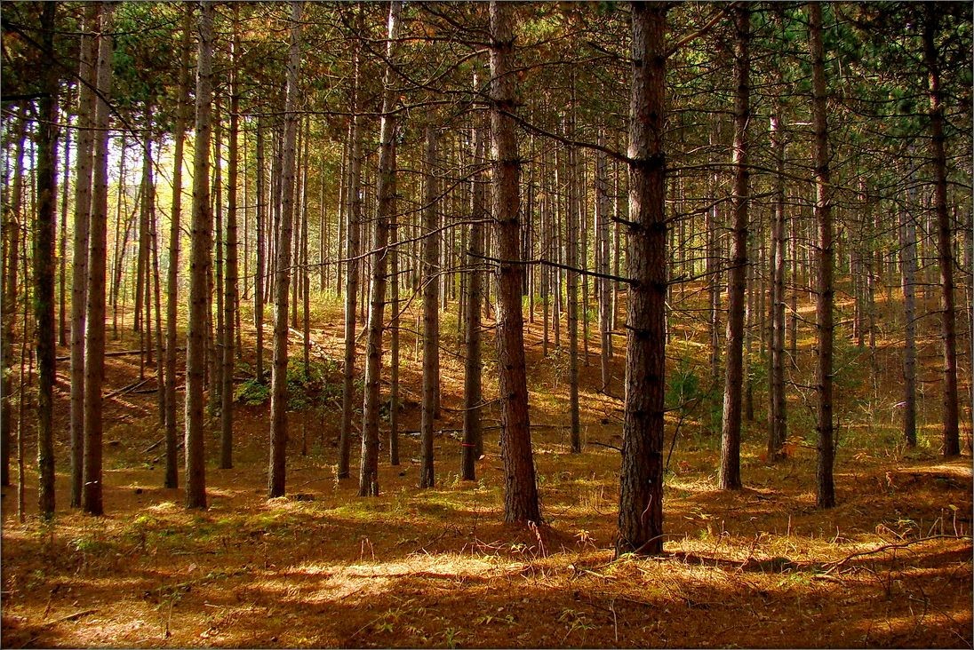 Ganaraska Forest ..7