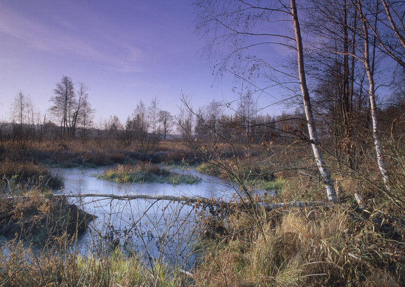 Die Überreste des Teiches