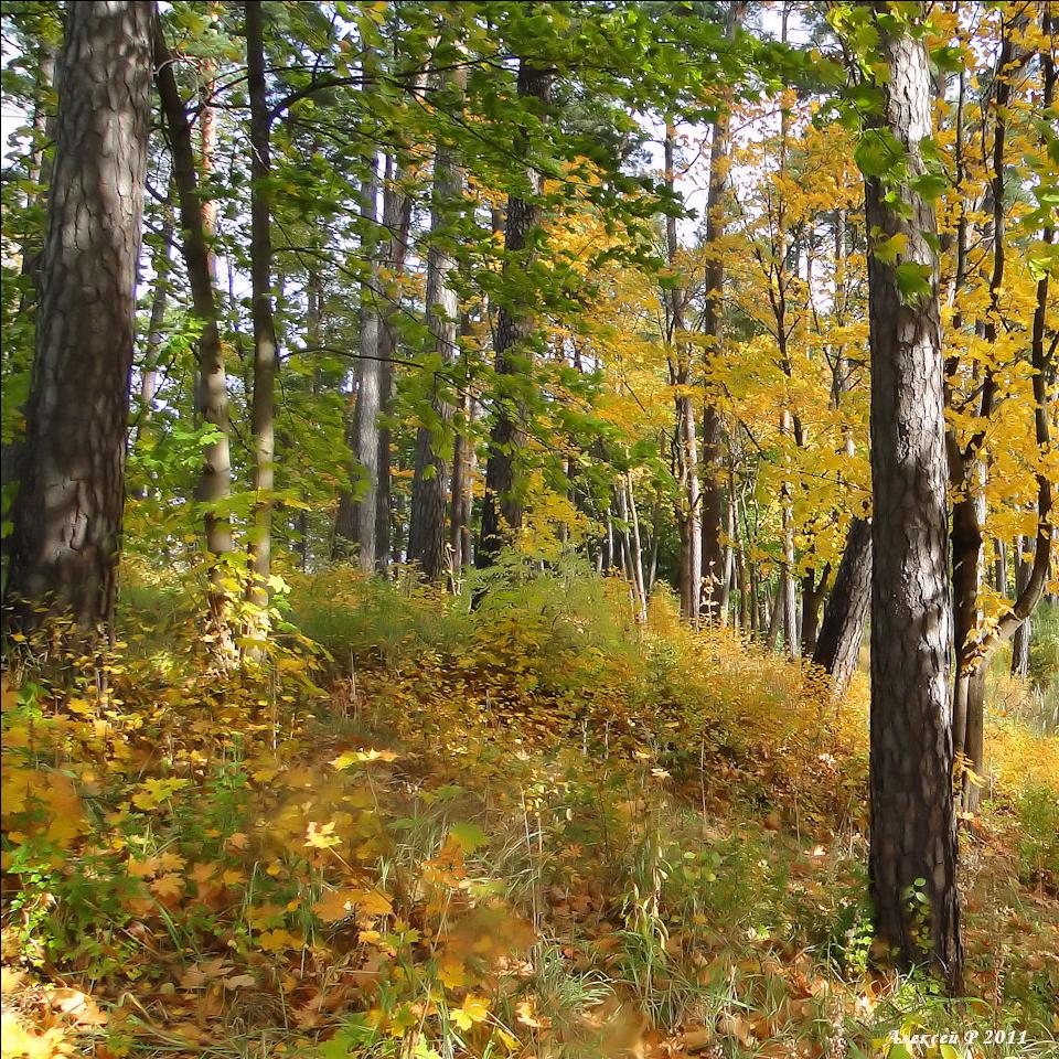 Nostalgia für den Herbst