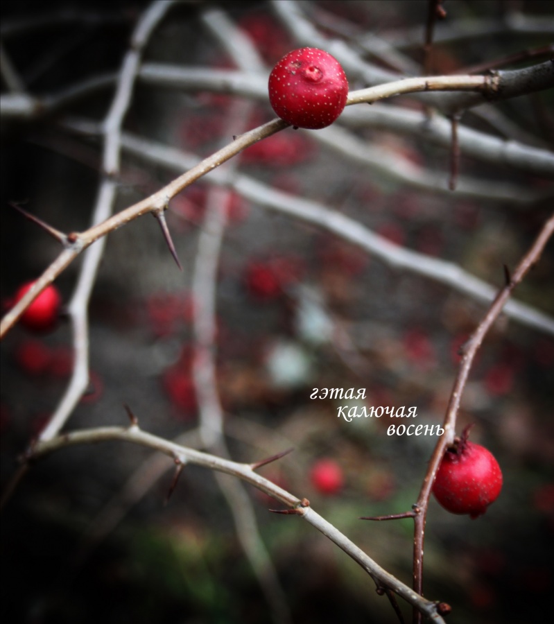 getaya kalyuchaya Voseny