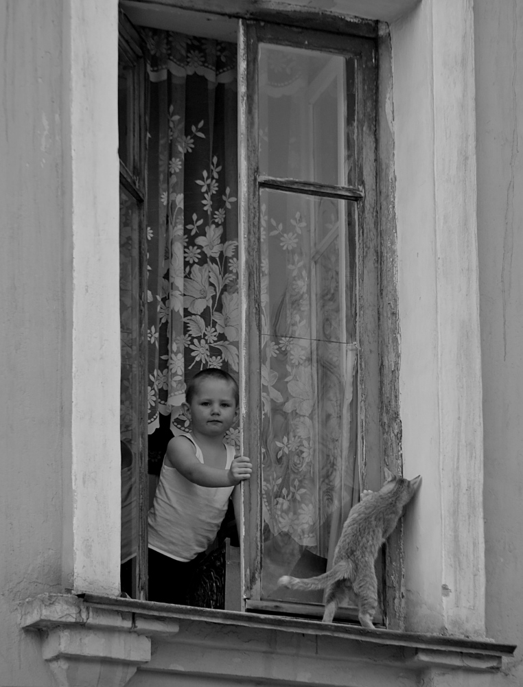 Window, der Junge Katze