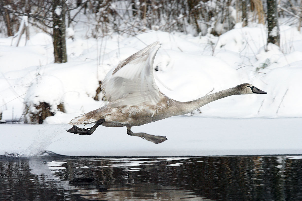 Die Überwindung der Schwerkraft